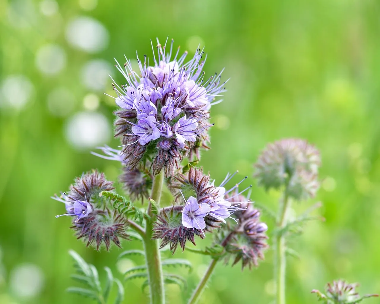 Vibrant Phacelia Bloom: Macro Beauty in a Summer Meadow