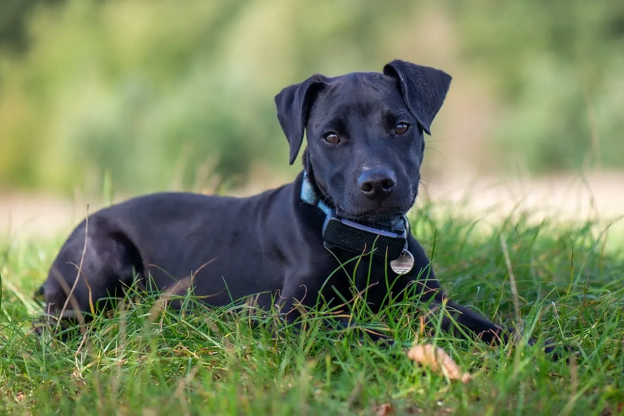 Charming Black Puppy: Curious Gaze in Golden Sunlight
