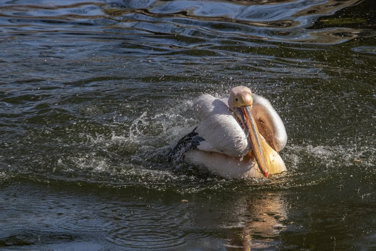 Dynamic Pelican Splashing: A Close-up Wildlife Moment