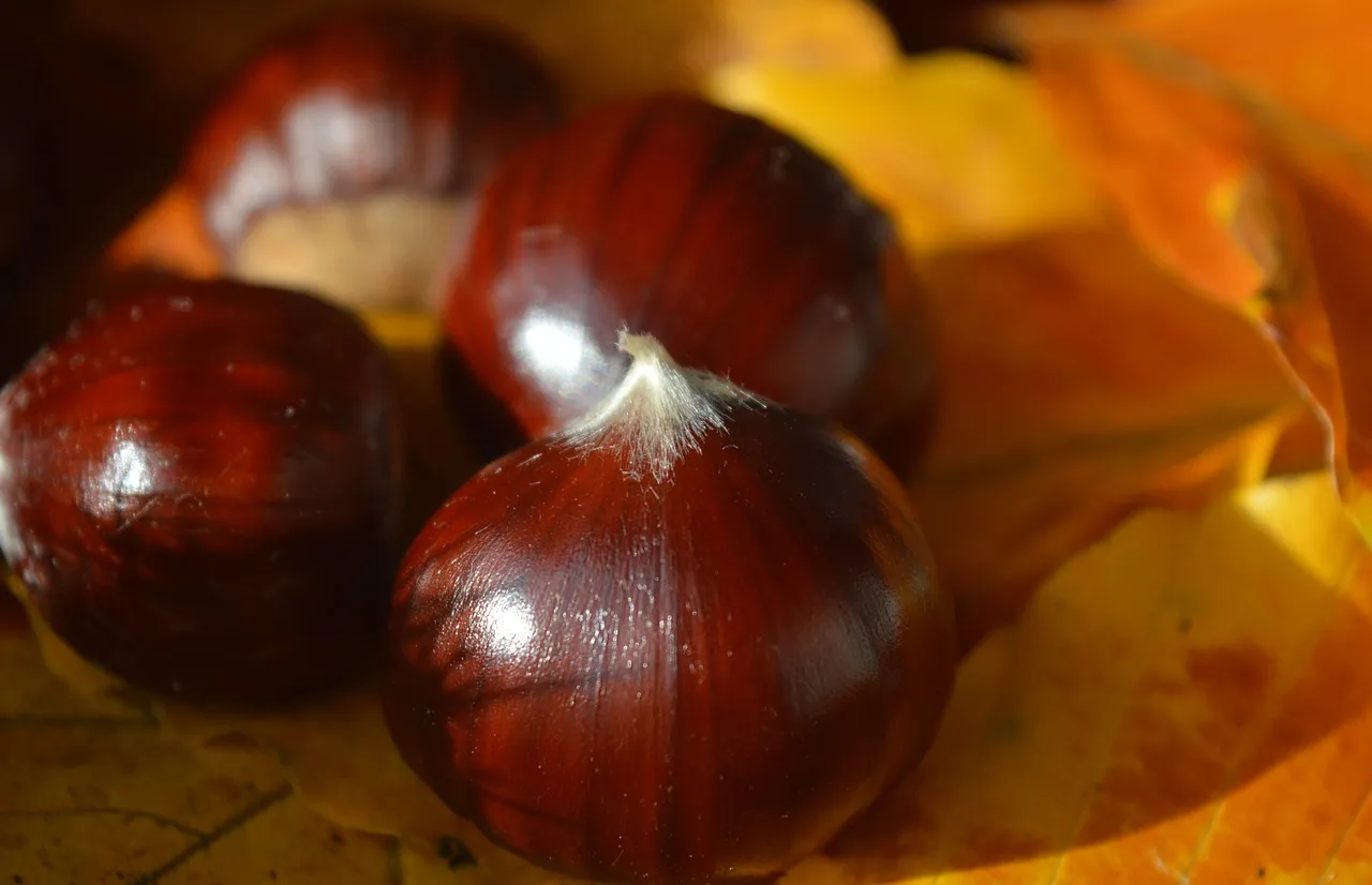 Vibrant Autumn Chestnuts: Nature's Rich Bounty Up Close