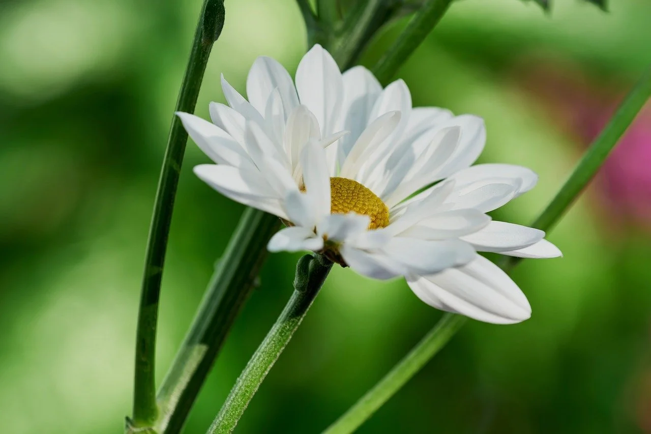Stunning White Daisy Blooming: A Serene Nature Background