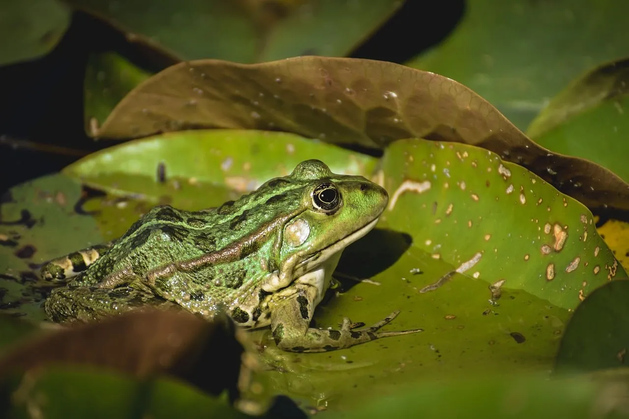 Vibrant Green Frog Perched on Lush Lily Pads