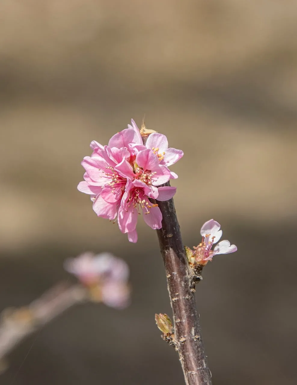 Vibrant Pink Plum Blossoms Herald Spring's Arrival