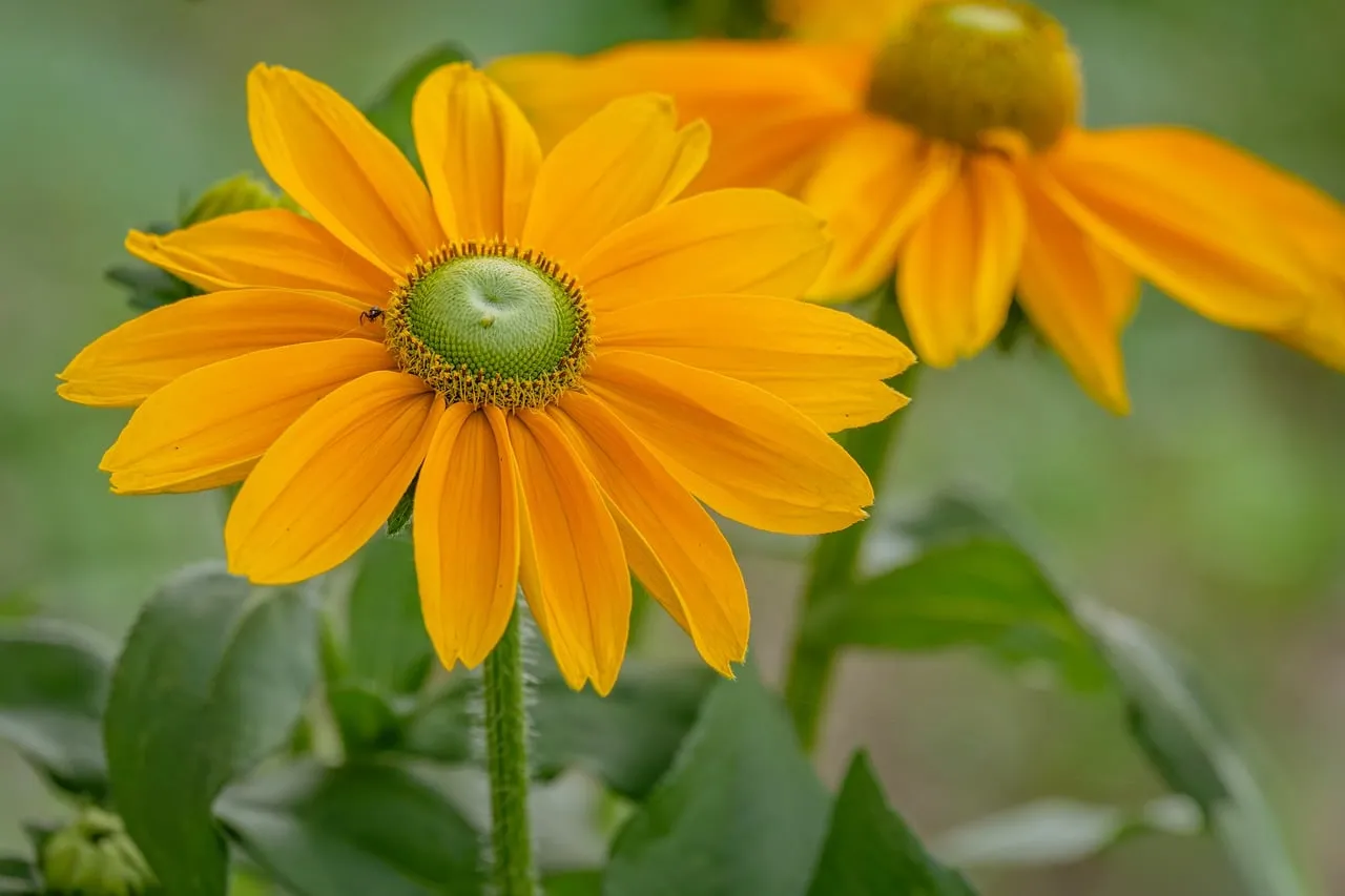 Vibrant Summer Blossom: A Golden Flower's Detailed Beauty