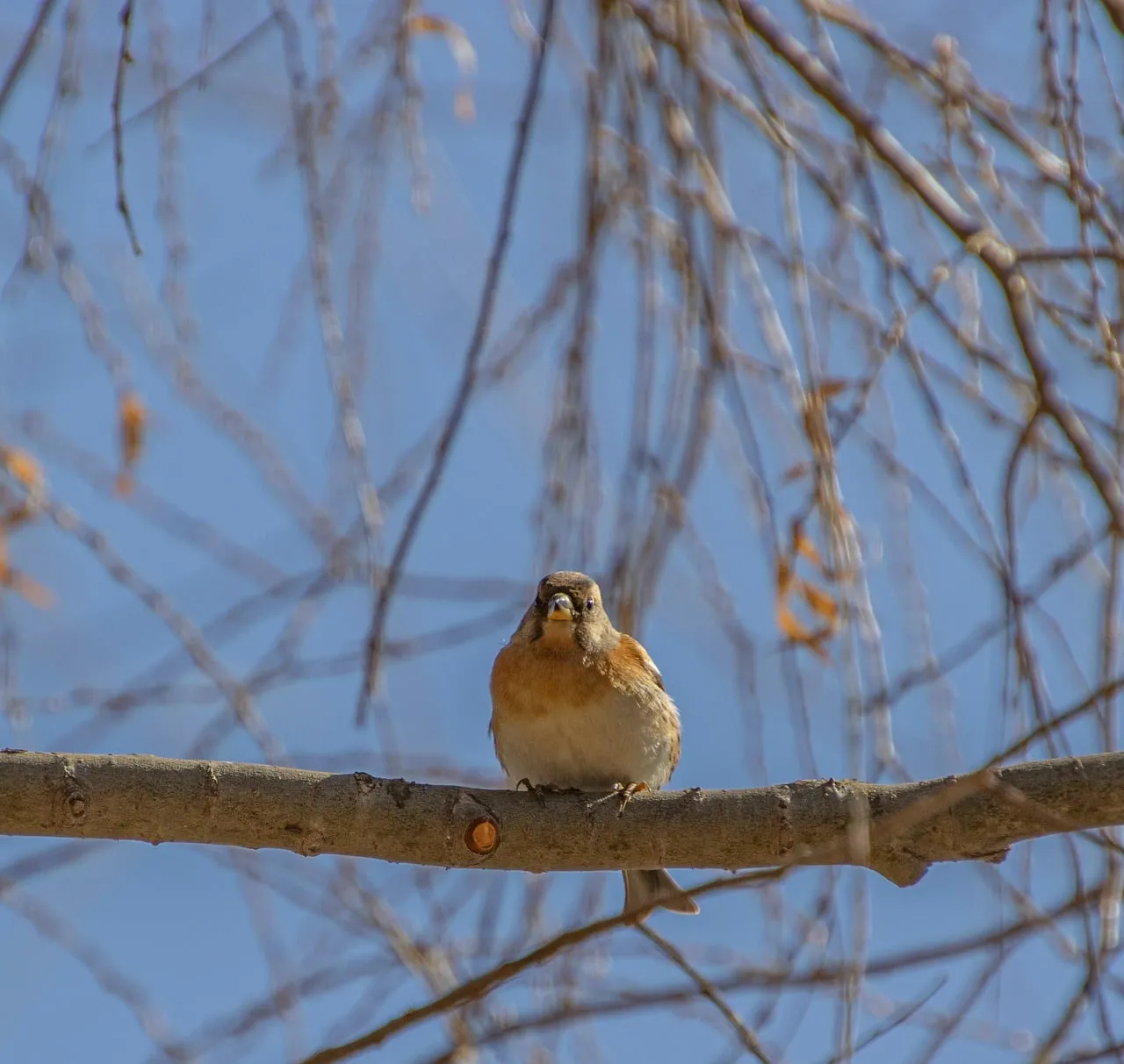 Charming Spring Fringillid Perched on Branch