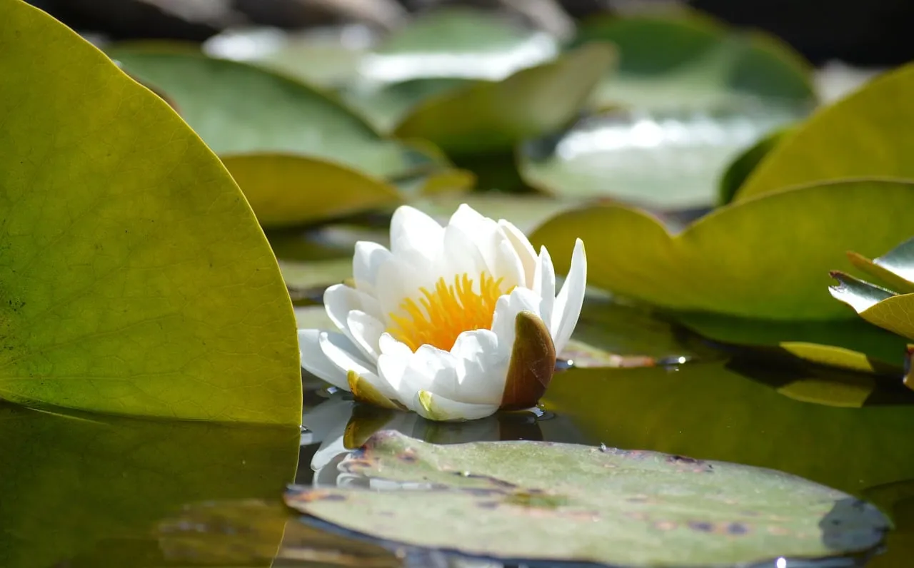 Serene White Water Lily Floating in Tranquil Pond
