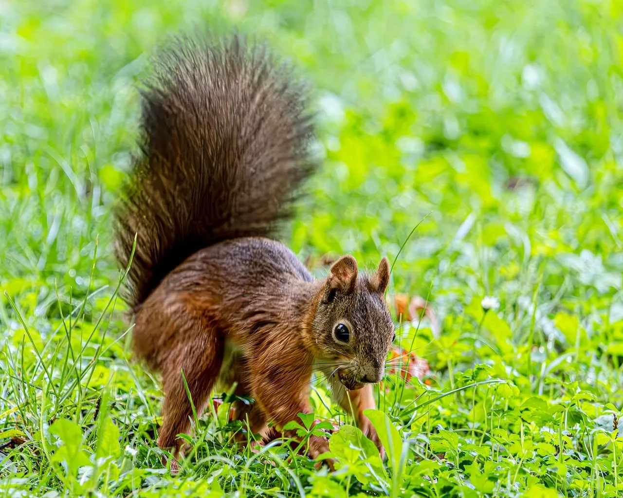 Charming Red Squirrel Foraging in Lush Green Grass