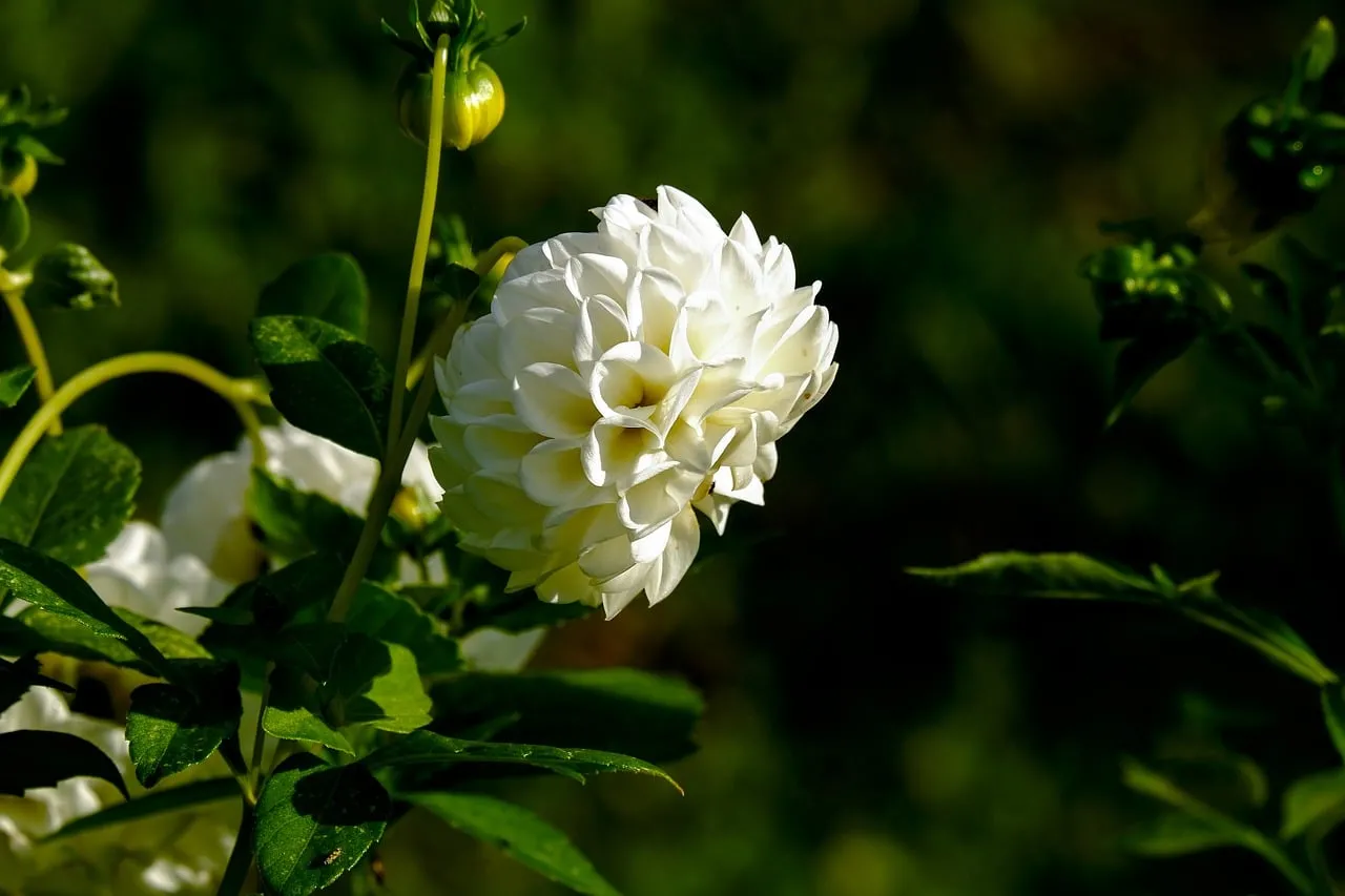 Stunning White Dahlia Bloom in Vibrant Garden