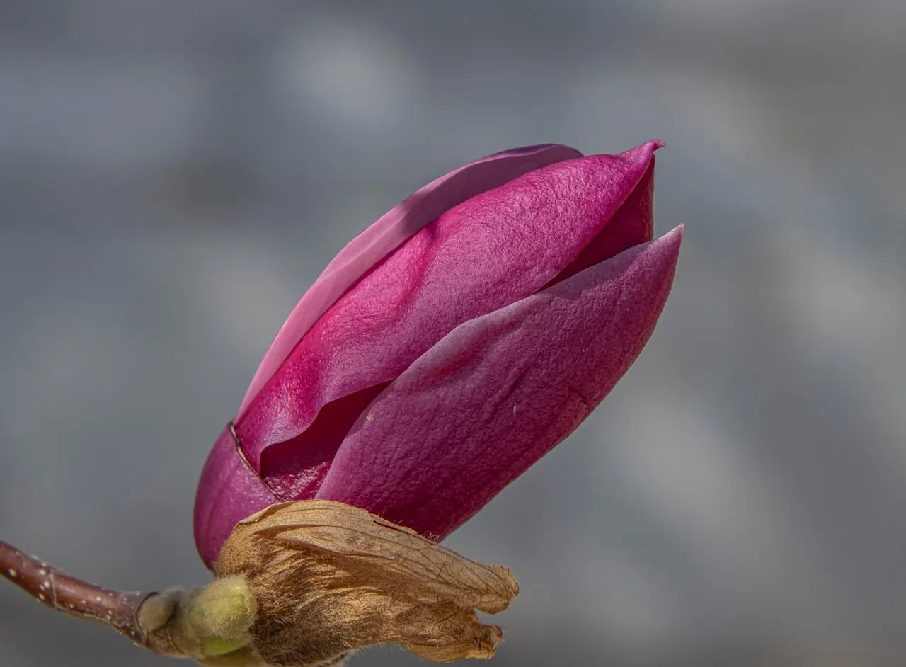 Vibrant Magnolia Bud: Nature's Purple Spring Awakening