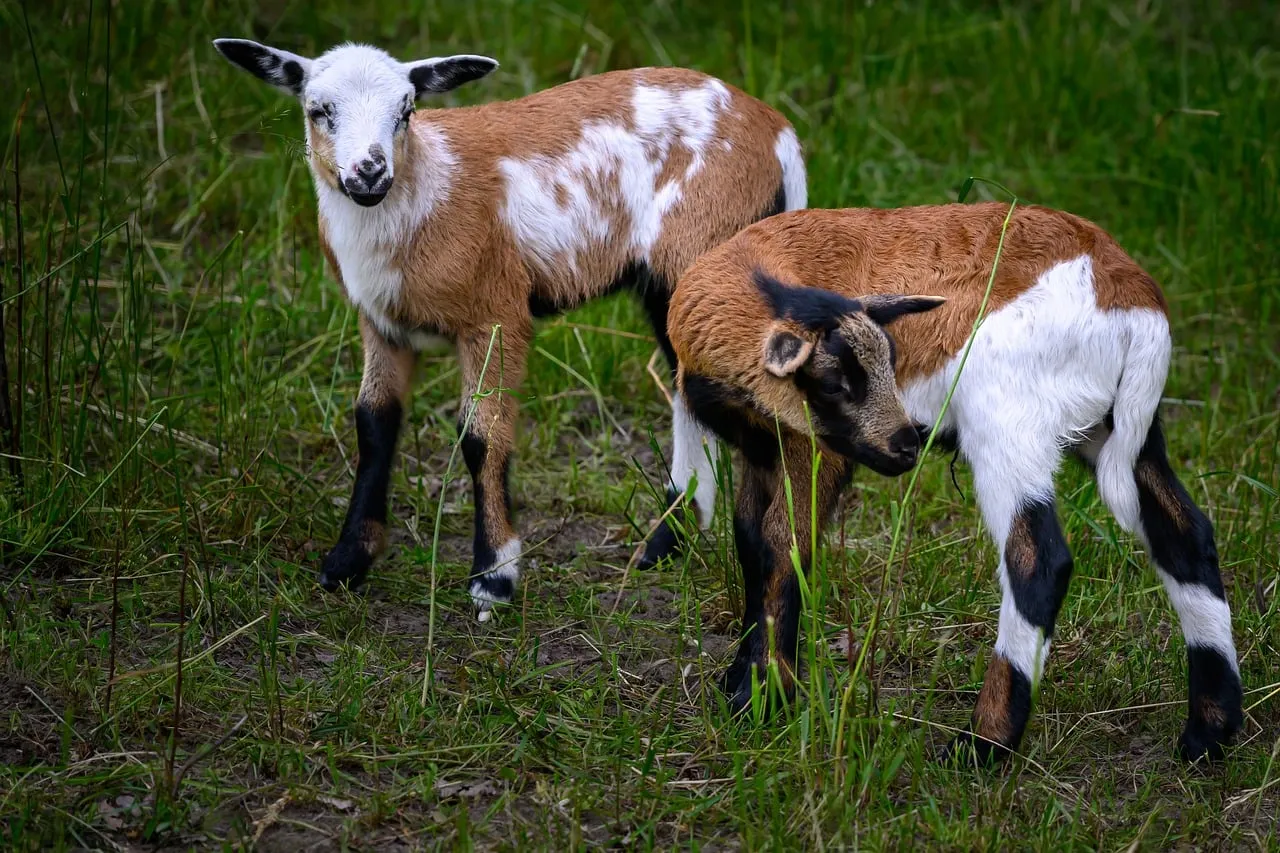 Adorable Lambs Playfully Graze in Lush Spring Pasture