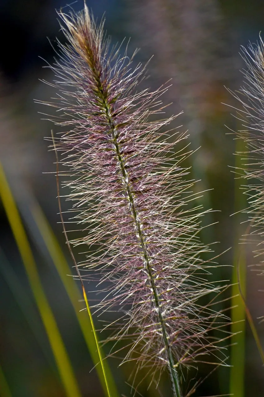 Enchanting Fountain Grass Bloom: Summer's Gentle Embrace