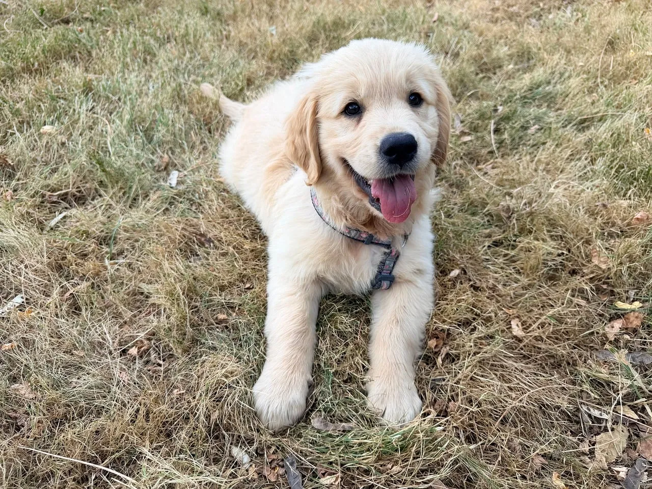 Adorable Golden Retriever Puppy: Joyful Outdoors Playtime