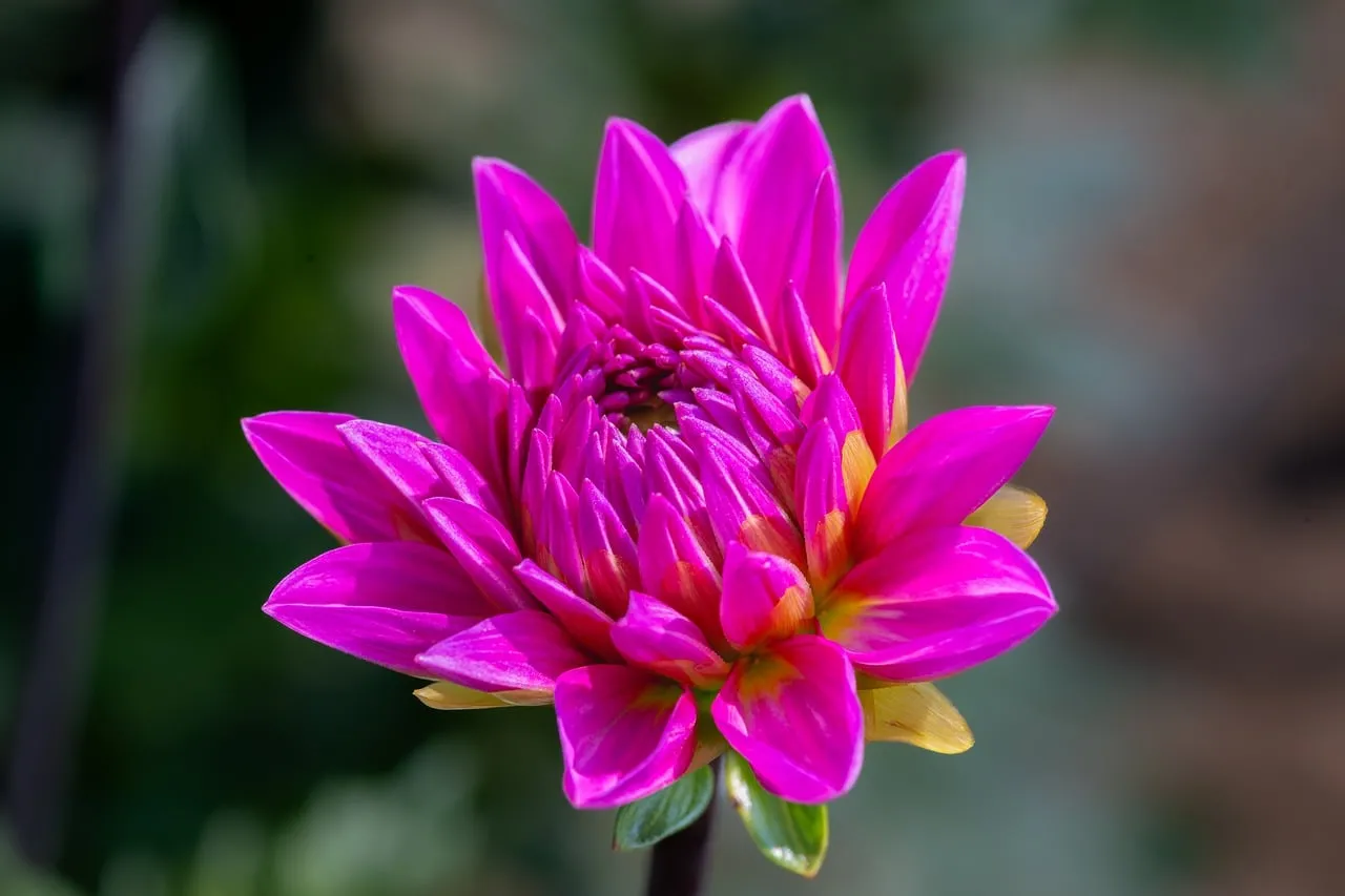 Vibrant Pink Dahlia Bloom: Nature's Stunning Masterpiece