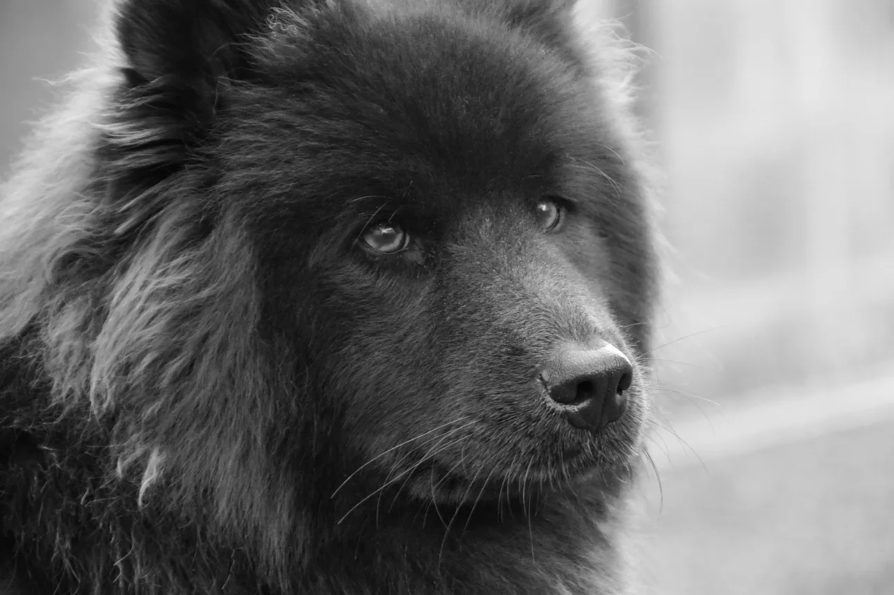 Enigmatic Gaze: Captivating Black Eurasier Portrait