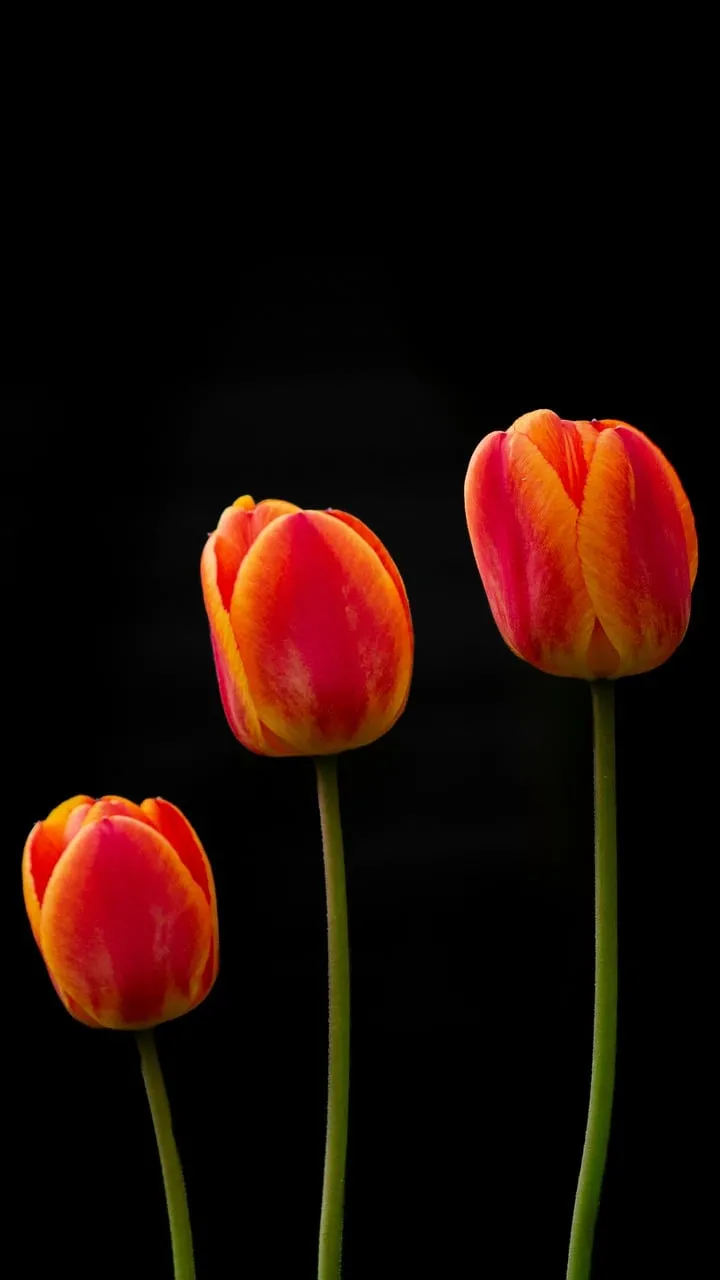 Vibrant Red and Yellow Tulips Against Black