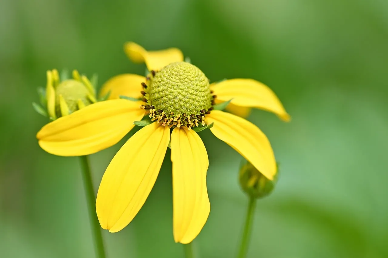 Vibrant Yellow Rudbeckia Blossom: A Summer Garden Delight