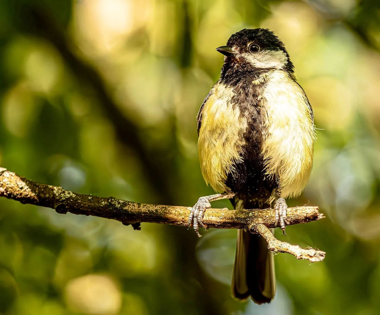 Vibrant Great Tit Perched: Nature's Yellow & Black Gem