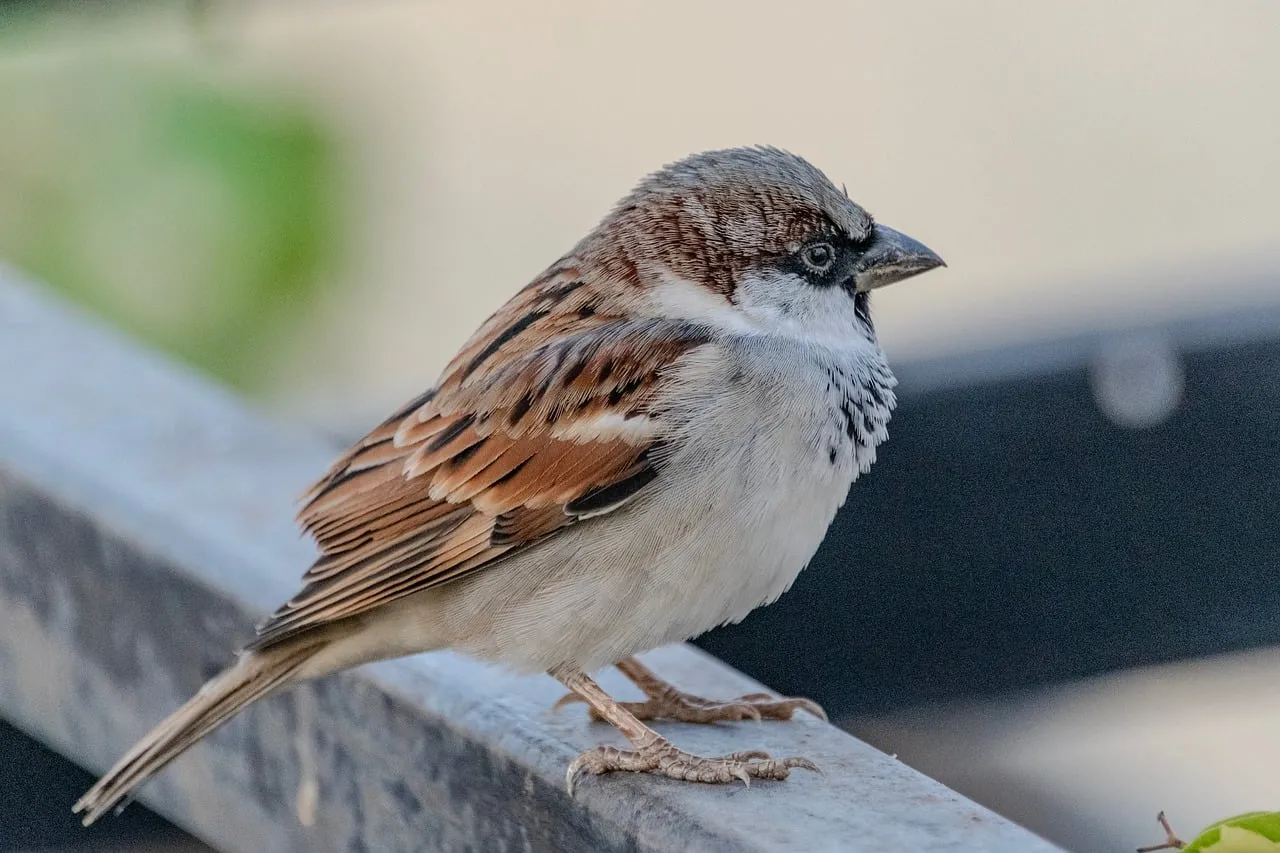 Charming House Sparrow Perched: A Detailed Nature Portrait