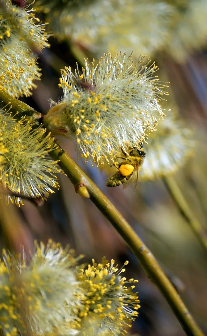 Vibrant Spring Awakening: Honey Bee on Willow Catkins