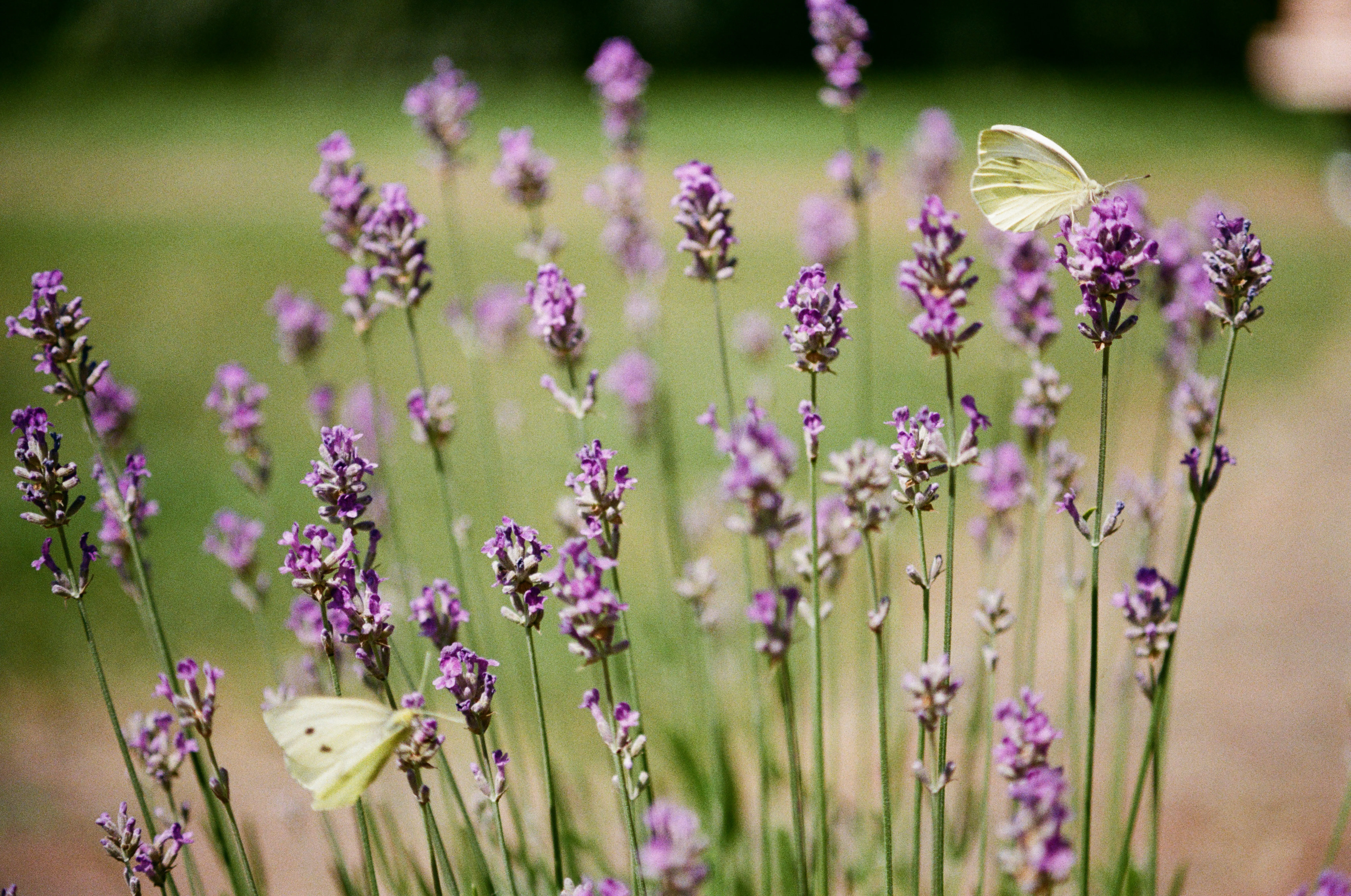 Charming Butterfly Rests on Vibrant Lavender Bush