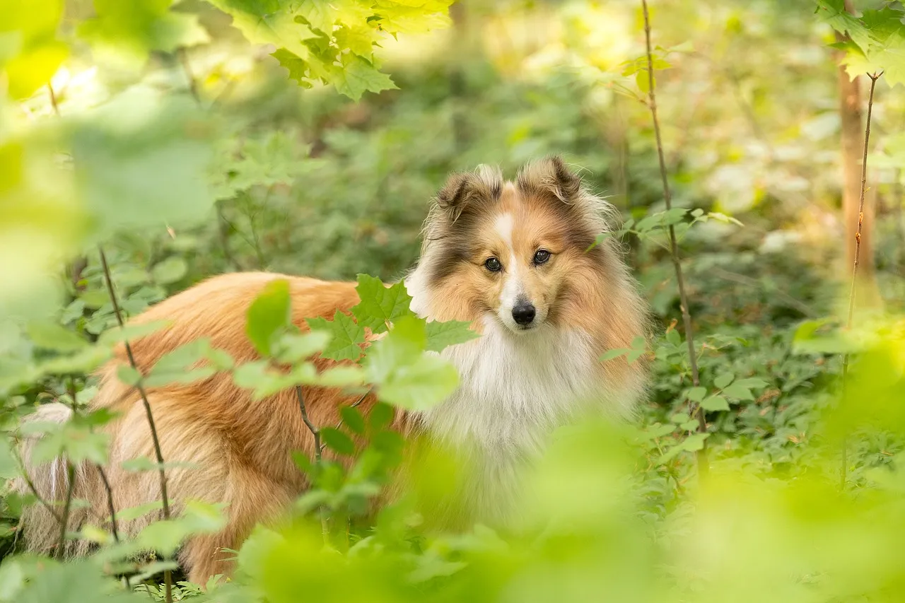 Enchanting Sheltie: A Woodland Wonderland Companion