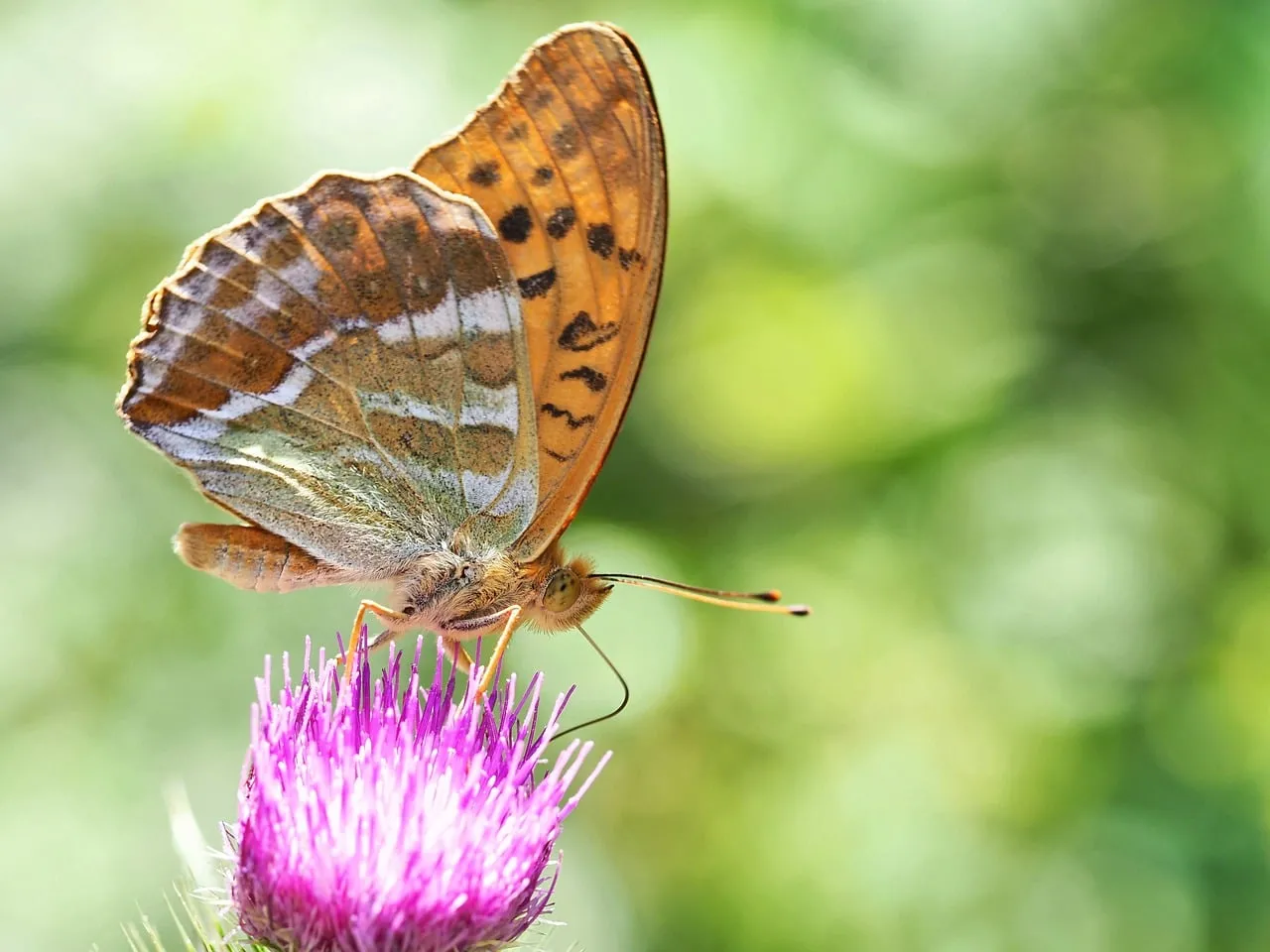 Stunning Macro: Butterfly on Vibrant Thistle Flower
