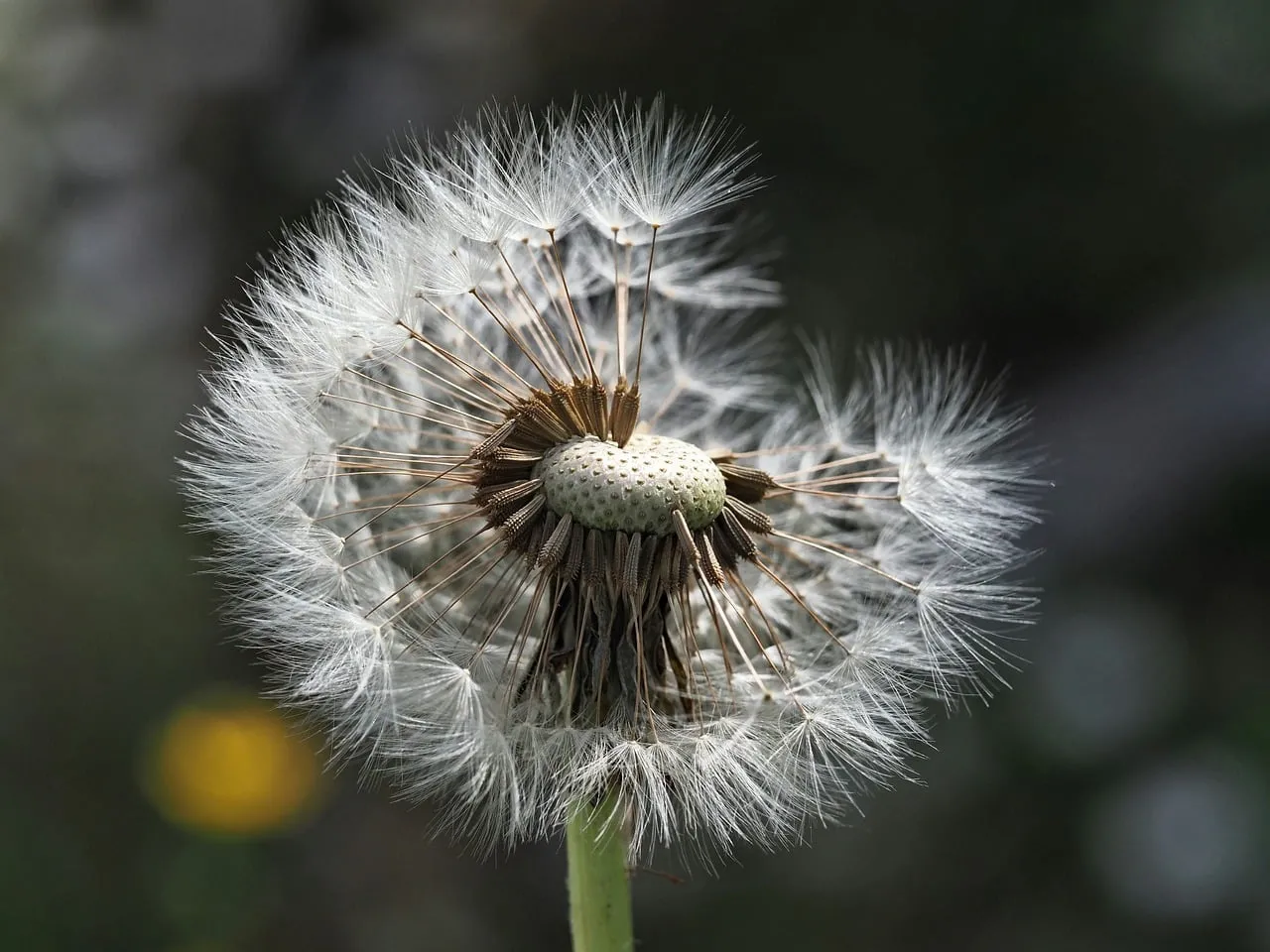 Enchanting Macro: Dandelion's Delicate Seed Dispersal