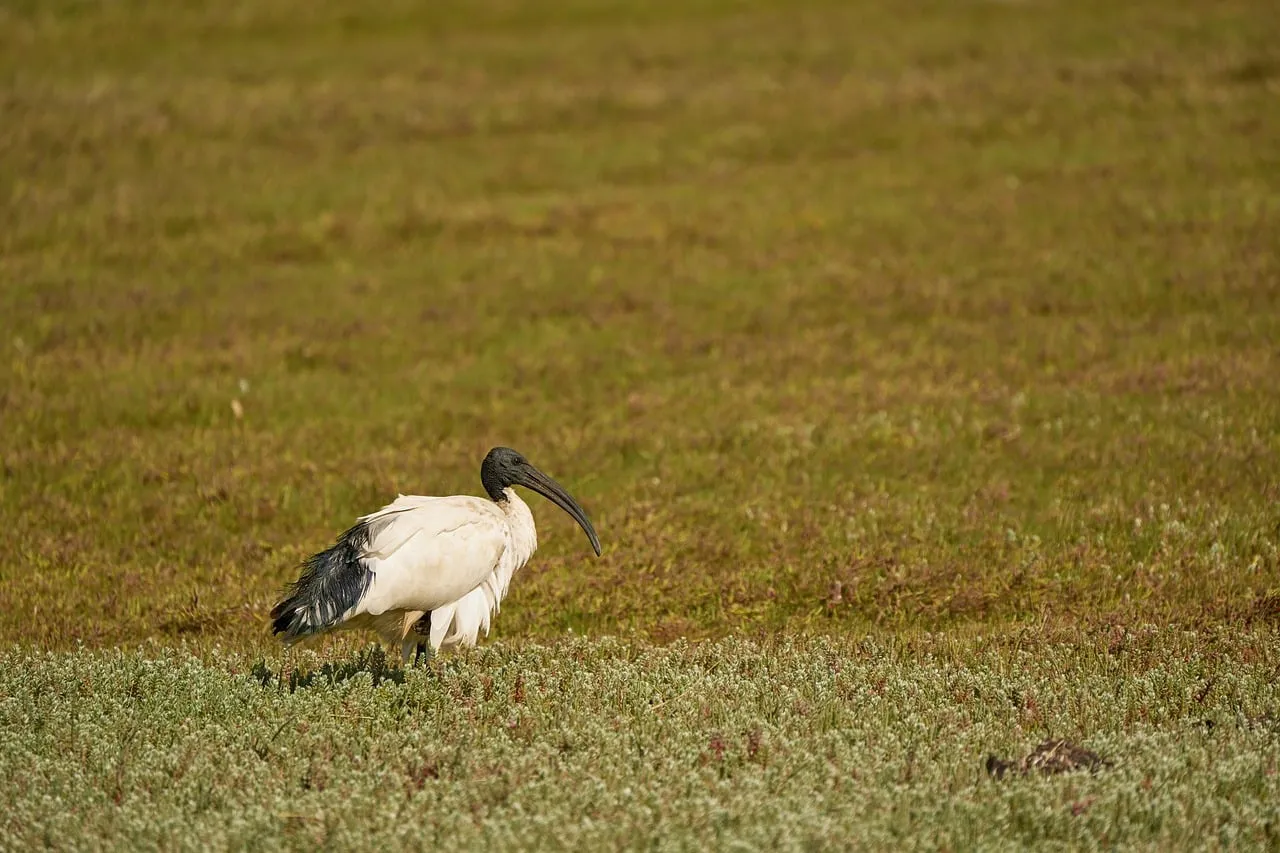 Majestic African Ibis: Solitary Grace in a Verdant Meadow