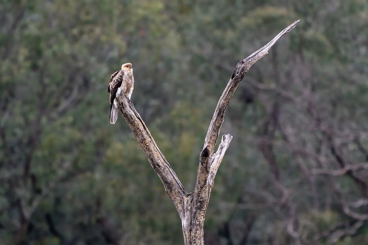 Majestic Whistling Kite Perched on a Barren Branch in the Australian Wilderness