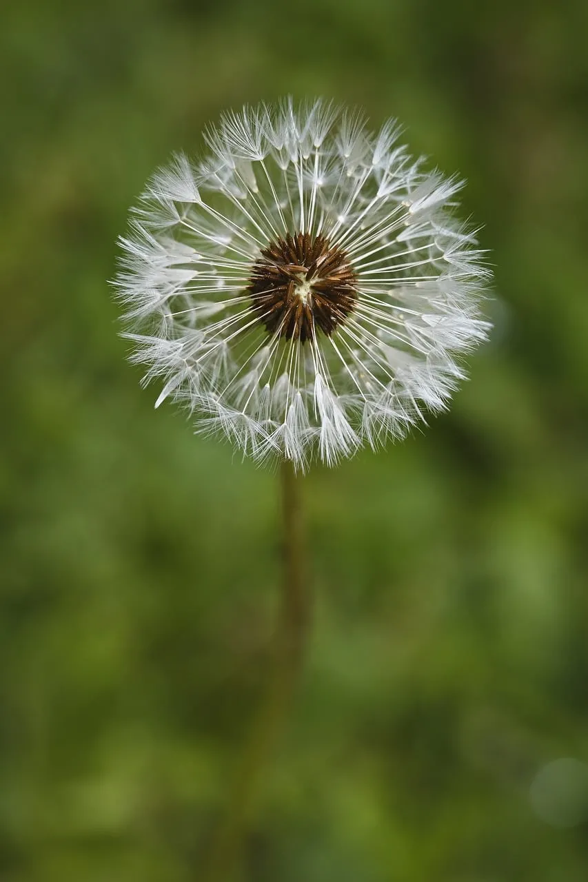 Enchanting Dandelion Seed Head: A Close-up of Nature's Delicate Beauty