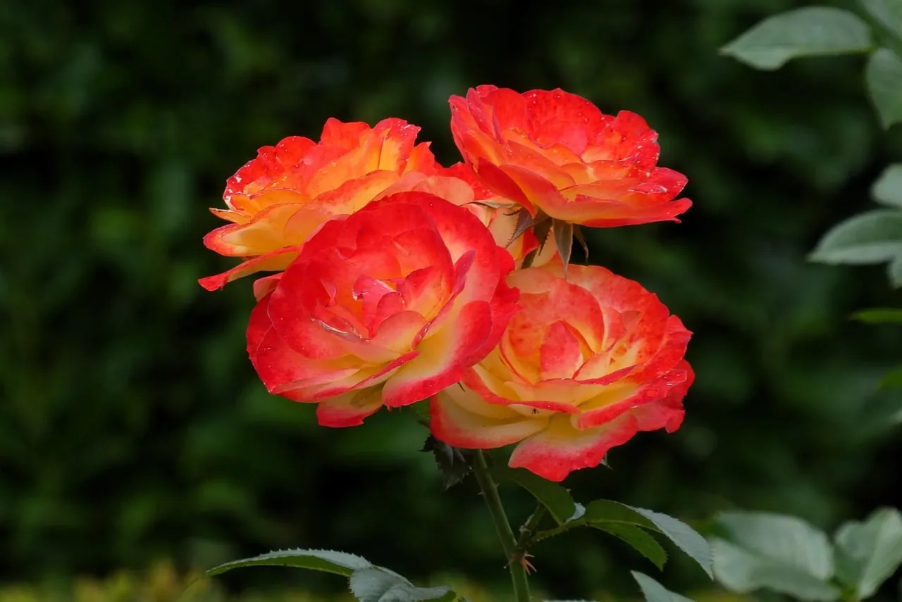 Vibrant Orange and Red Roses with Dew Drops