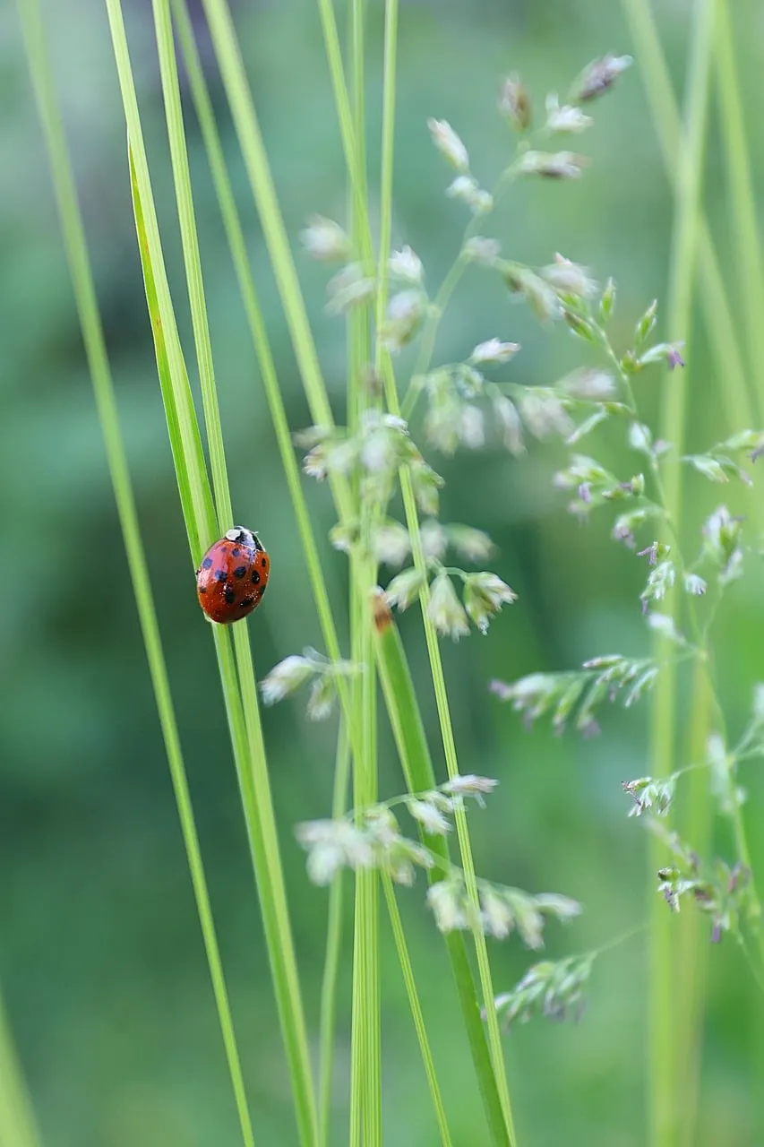 Vibrant Macro: Ladybug on Lush Green Grass