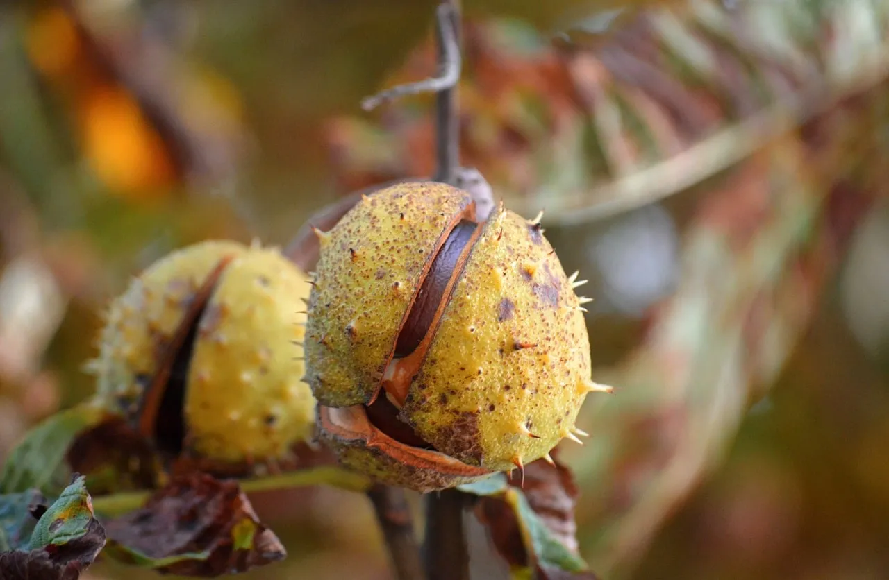 Autumn's Embrace: Bursting Chestnut Seed Detail