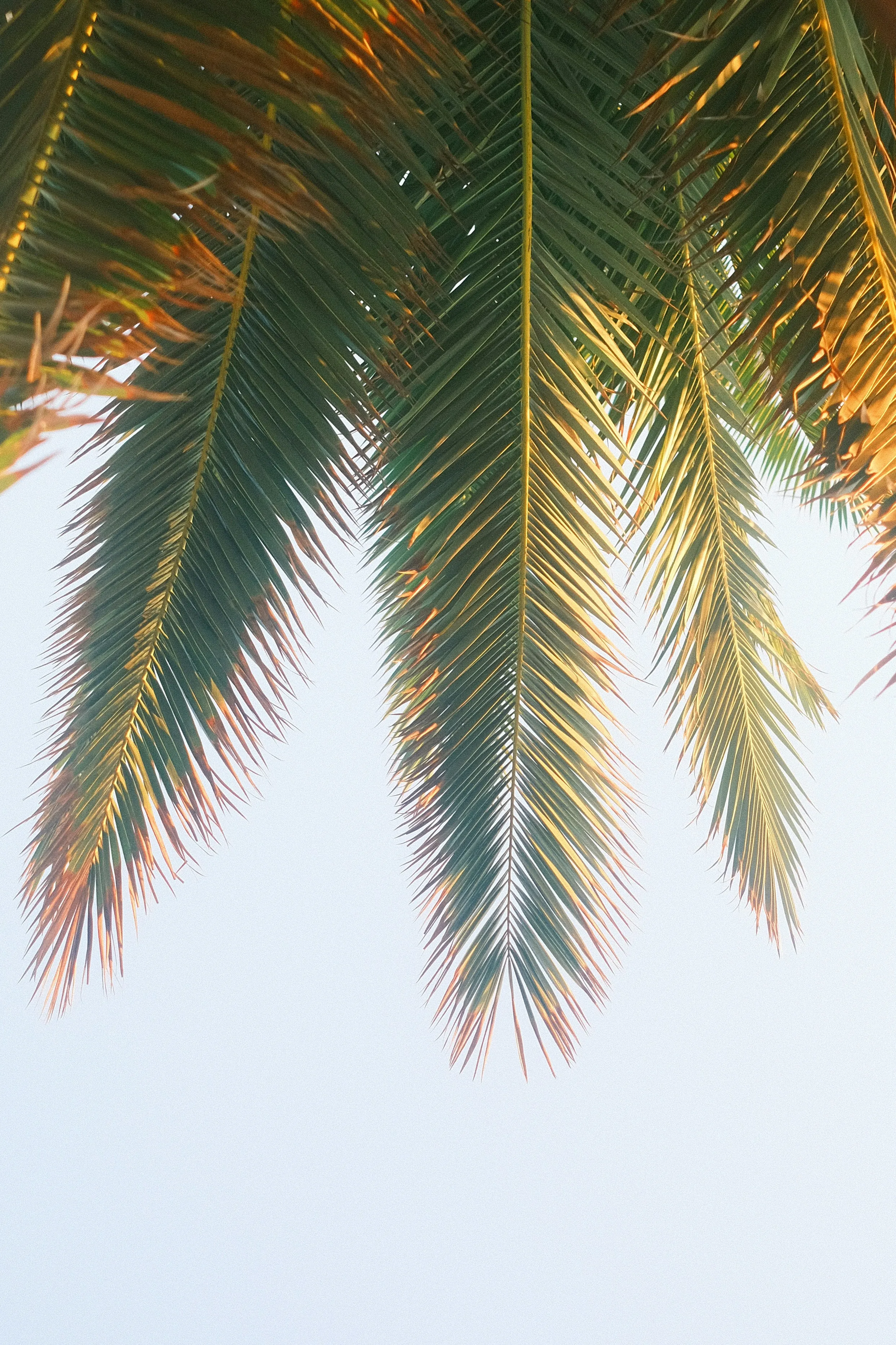 Vibrant Tropical Escape: Palm Leaves Against Azure Sky