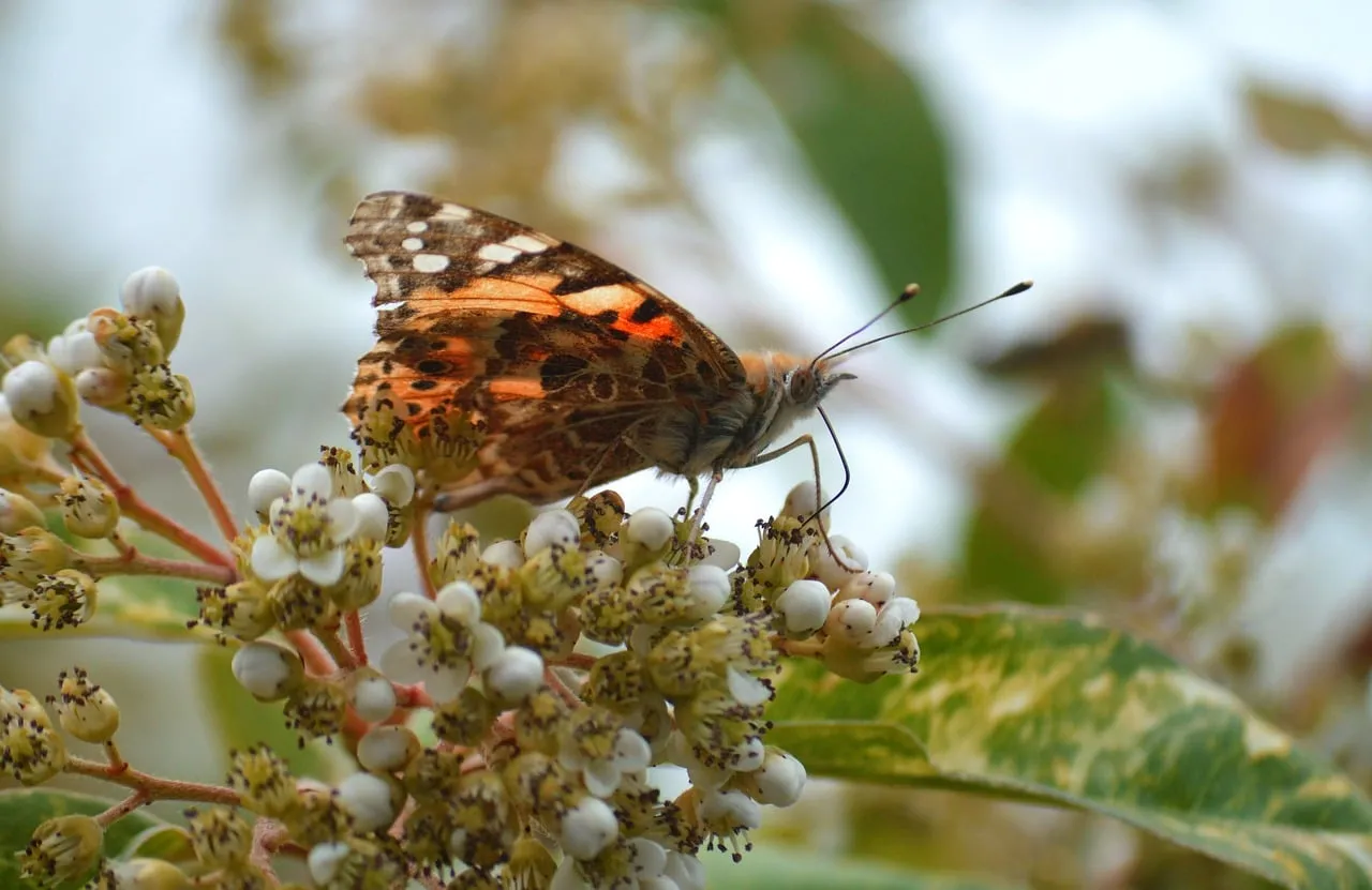 Vibrant Painted Lady Butterfly on Delicate Spring Blossoms