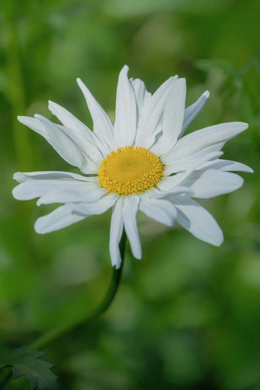 Vibrant Daisy Macro: Purity in Summer Bloom