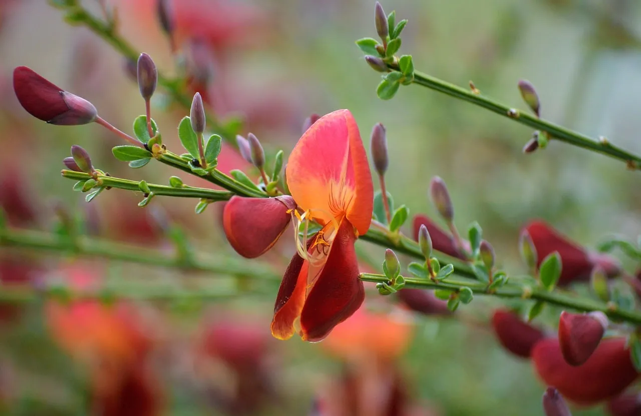 Vibrant Spring Broom Blooms: Nature's Fiery Embrace