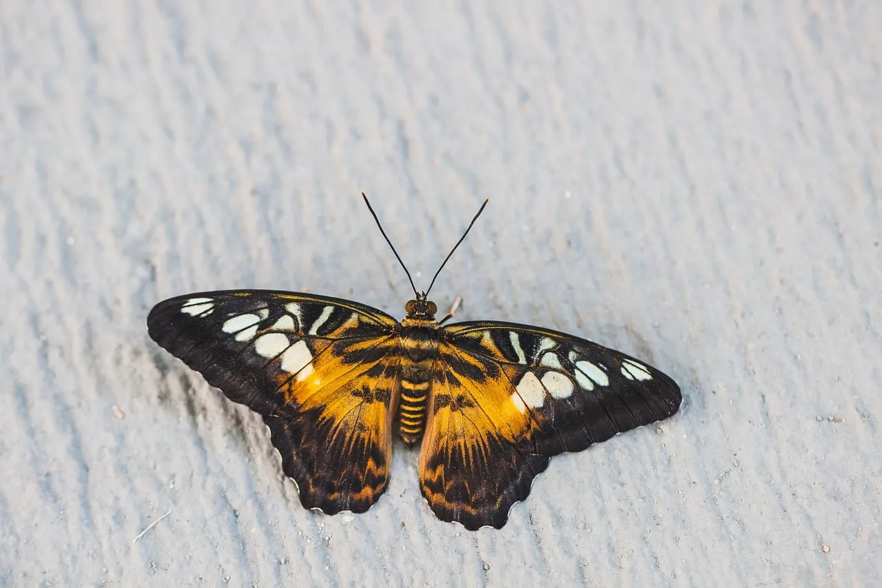 Vibrant Yellow and Black Butterfly: Nature's Delicate Beauty