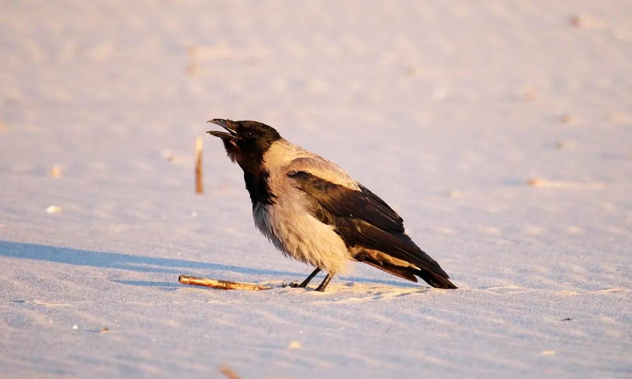 Enigmatic Crow Foraging at Bluish Beach Sunrise