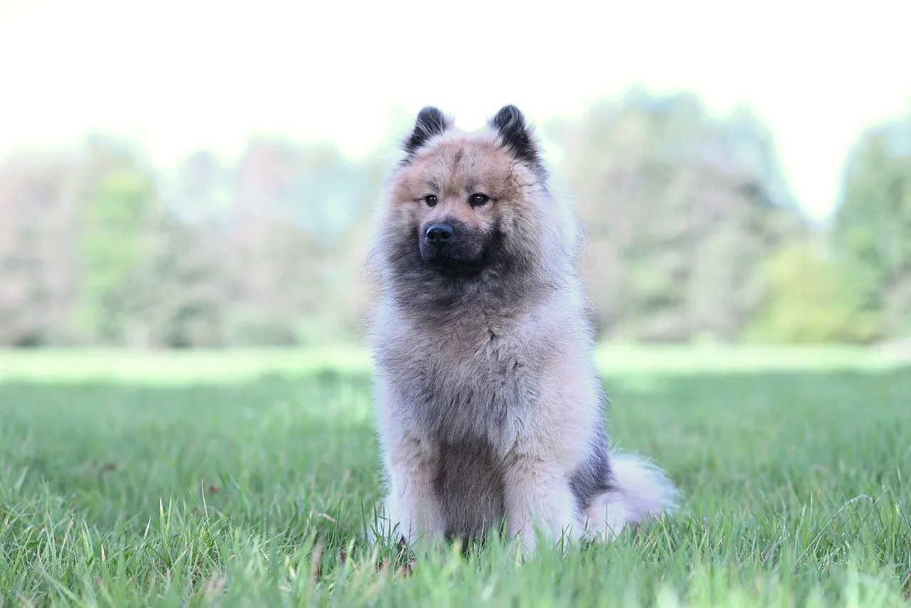Majestic Eurasier Olaf: A Fluffy Friend in Nature