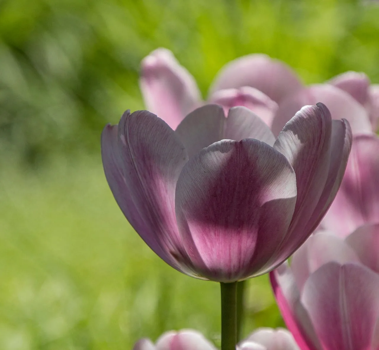 Stunning Pink Tulip Bloom: A Vibrant Spring Delight