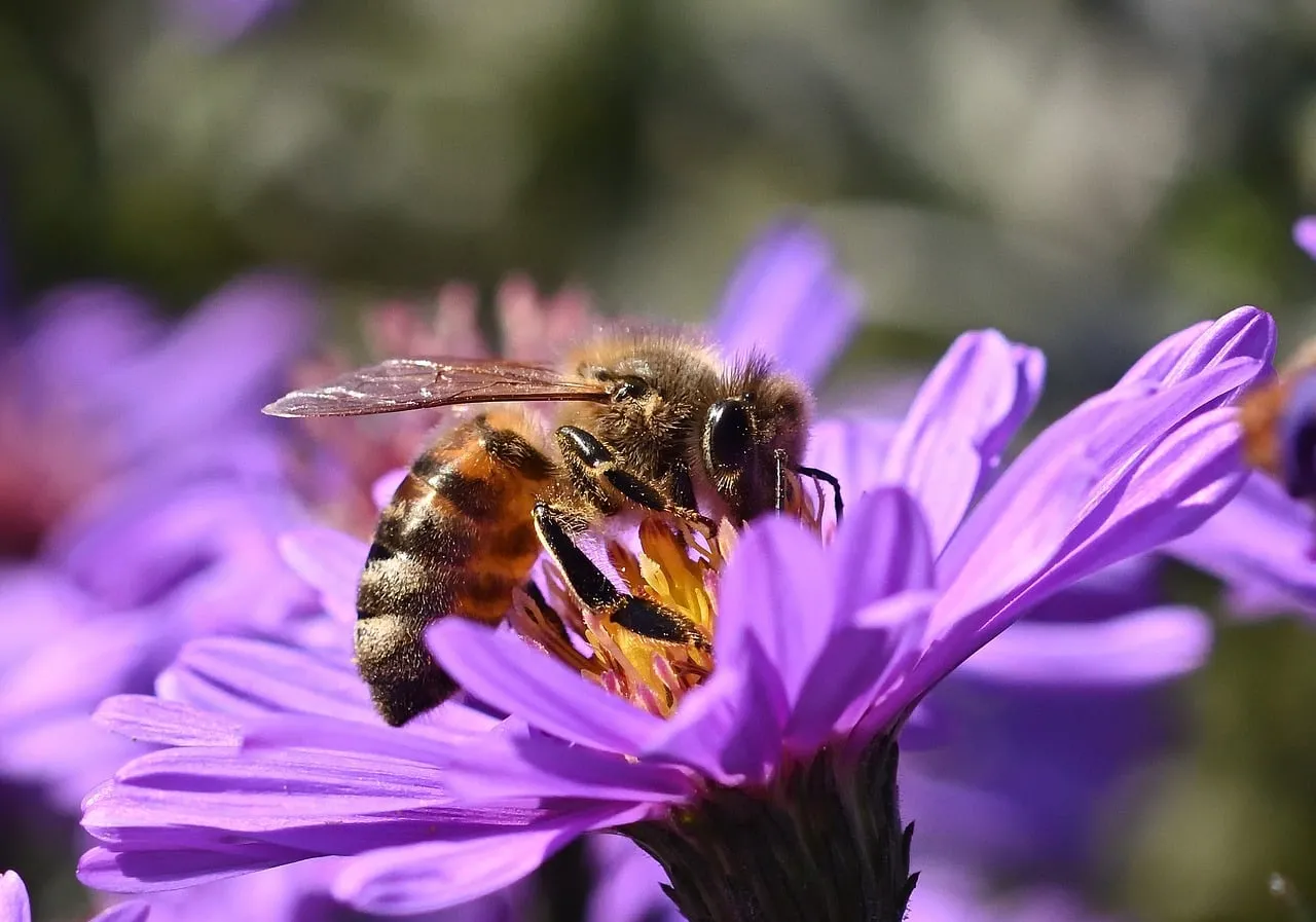 Vibrant Purple Aster: Bee's Essential Pollination Journey in Autumn