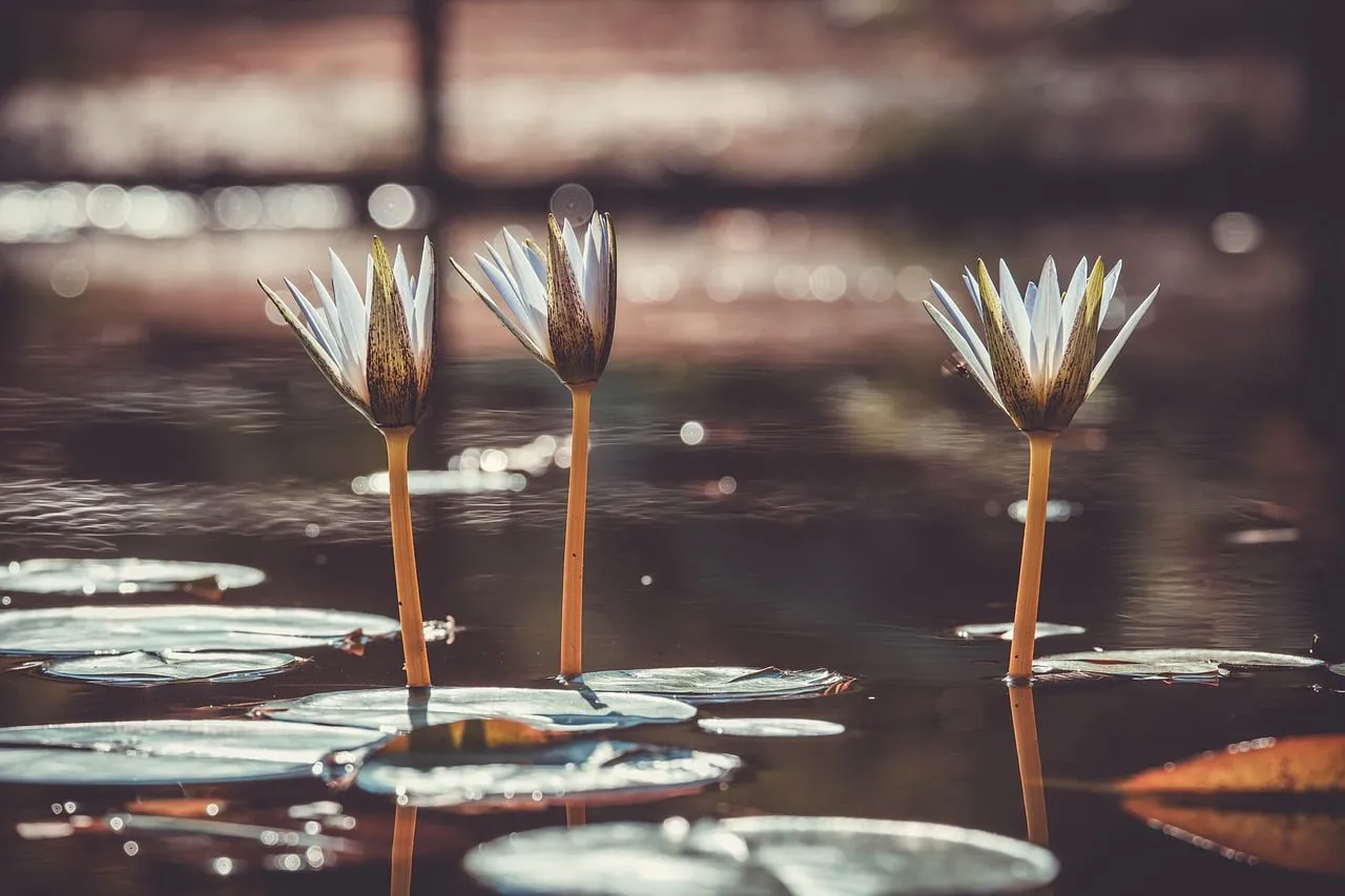 Serene Water Lilies: Autumn Pond Reflections