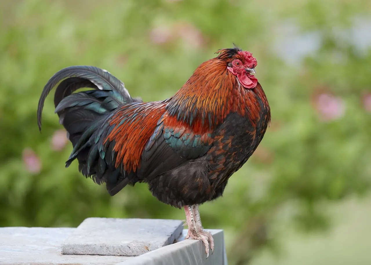 Majestic Rooster with Iridescent Feathers