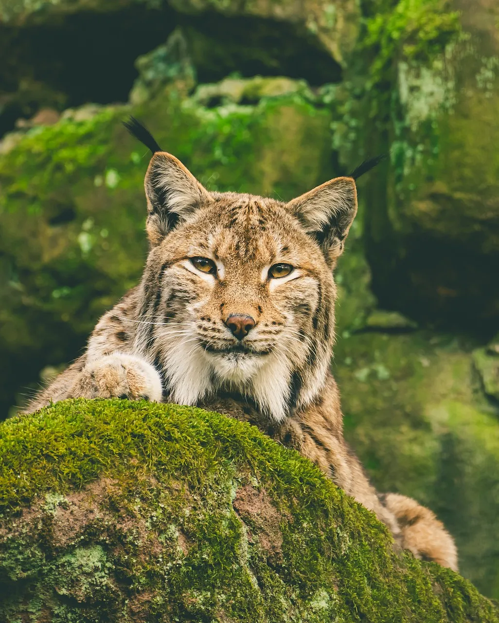 Majestic Eurasian Lynx: Predator's Gaze in Verdant Wilderness