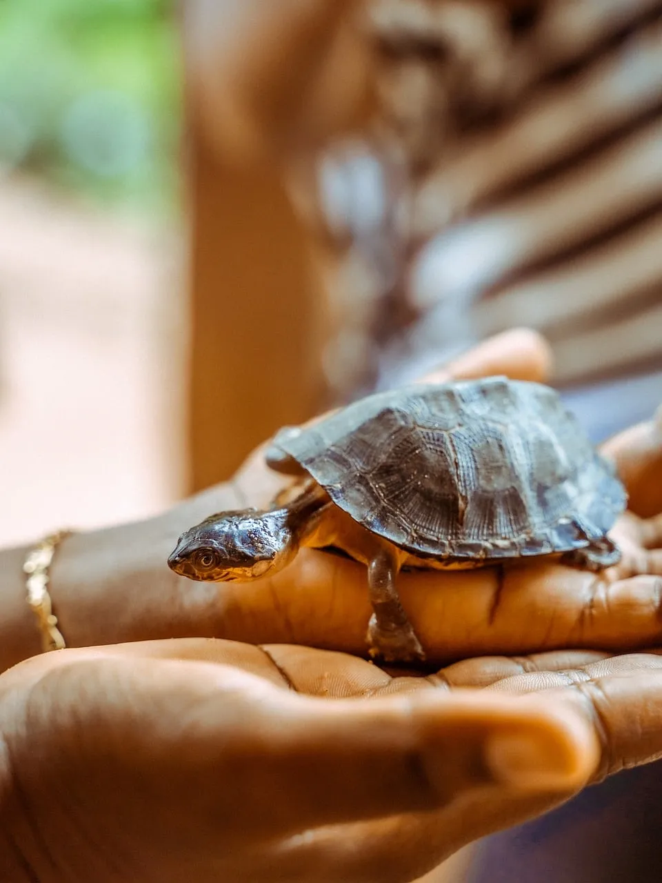 Enchanting Glimpse: Tiny Turtle Nestled in Caring Hands