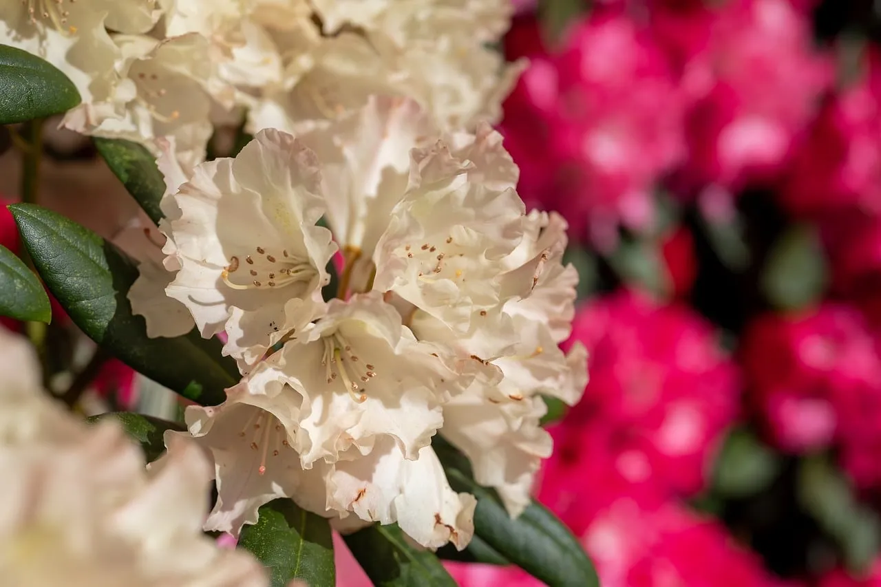 Vibrant Rhododendron Blooms: A Spring Garden Delight