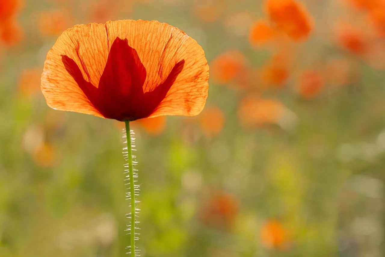 Vibrant Poppy Bloom: A Summer's Delicate Beauty
