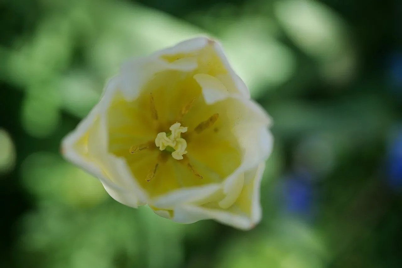 Vibrant Yellow Tulip: A Macro Spring Blossom