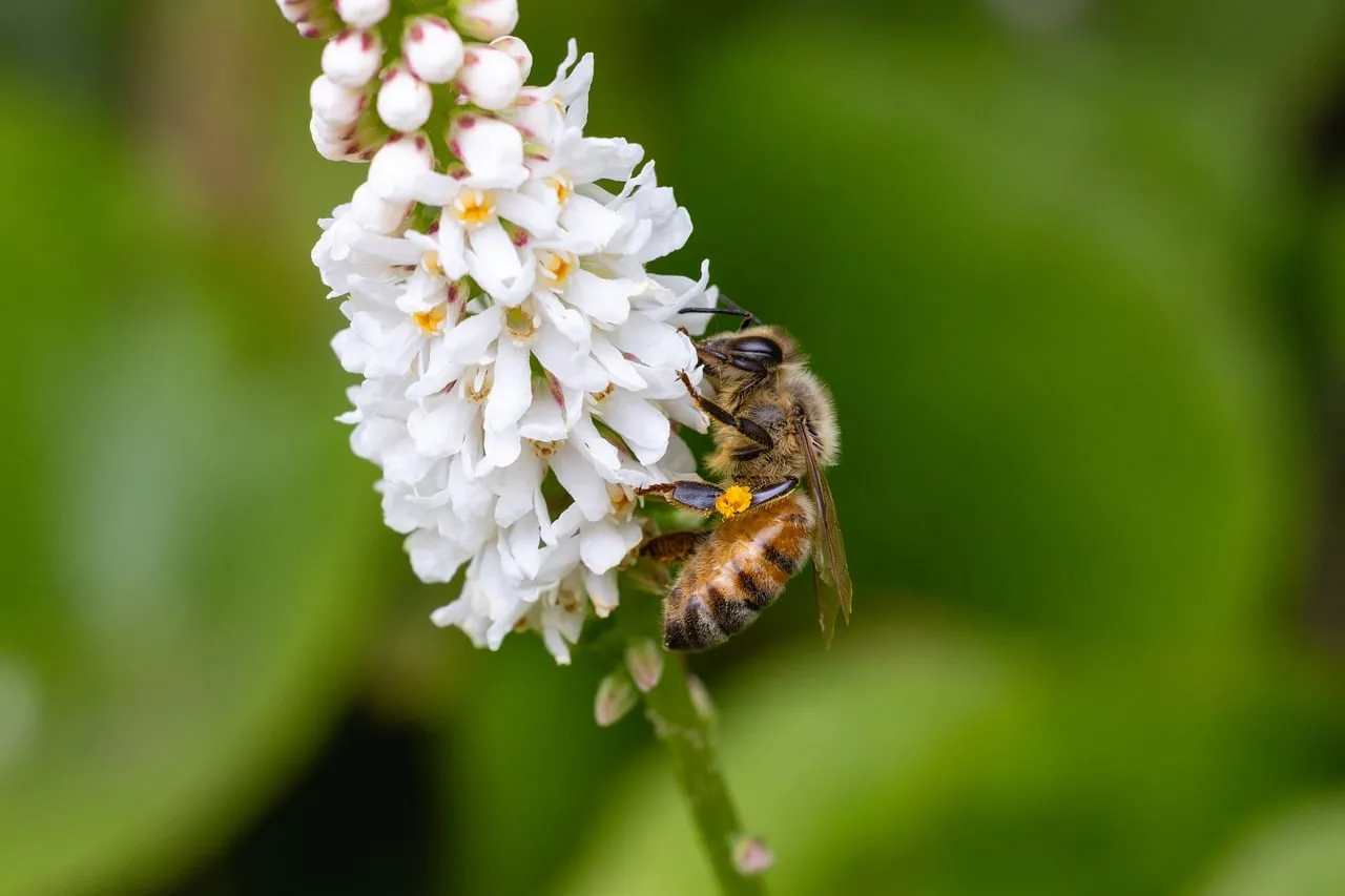 Vibrant Spring Macro: Honeybee Pollinating White Blooms